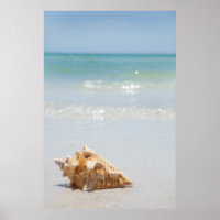 Conch Shell Na Praia | Flórida, Ruas de Petersburg