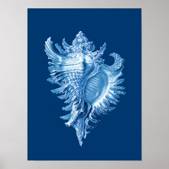 Poster Conch Shell Sea Life Impressão, Indigo Blue e Whit (Frente)