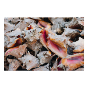 Pôster Conch Shells, Bahamas