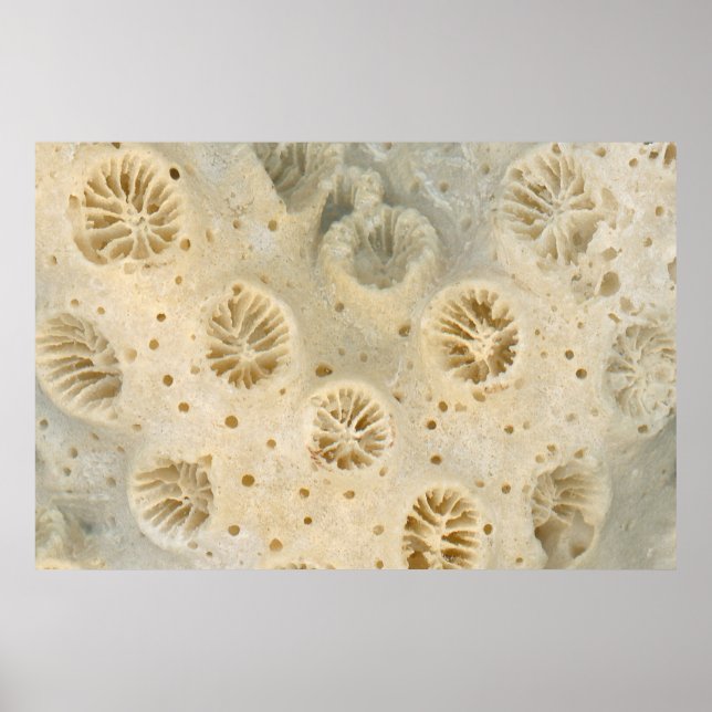 Poster Concha - Concologia - Coral (Frente)