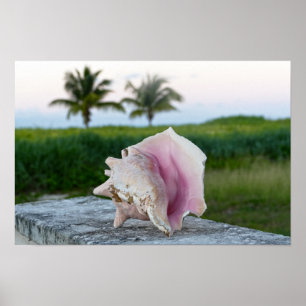 Poster Concha de caramujo numa parede, Bahamas