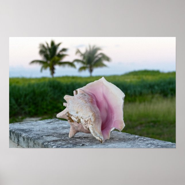 Poster Concha de caramujo numa parede, Bahamas (Frente)