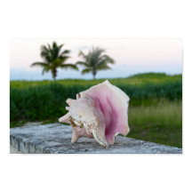 Concha de caramujo numa parede, Bahamas