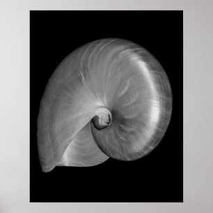 Pôster Concha de Nautilus Preta e Branca