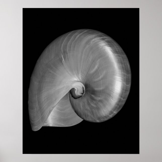 Pôster Concha de Nautilus Preta e Branca (Frente)