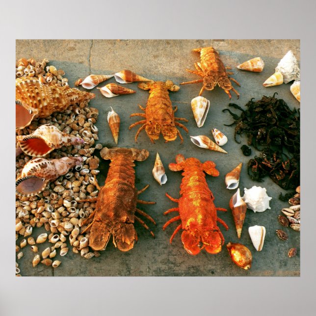 Poster conchas (Frente)