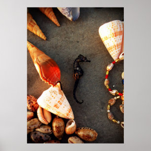 Poster conchas