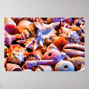 Pôster Conchas 1 Alt