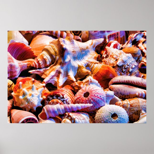 Pôster Conchas 1 Alt (Frente)