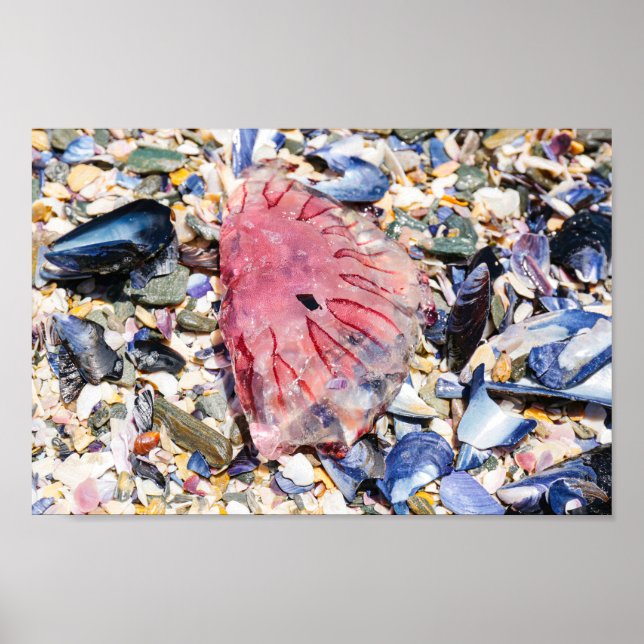 Poster Conchas do Mar Gellyfish Ocean Beach View (Frente)