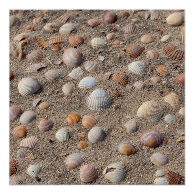 Pôster Conchas marítimas na praia (Frente)