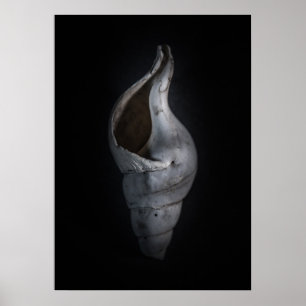 Poster Conchas n.o 4 Versão de cor