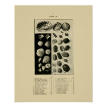 Conchas NZ - Paua etc.