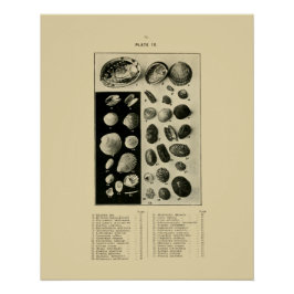 Pôster Conchas NZ - Paua etc.