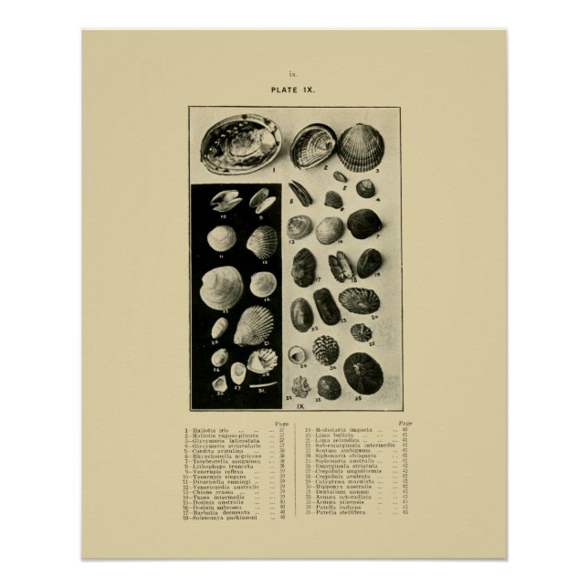 Pôster Conchas NZ - Paua etc. (Frente)