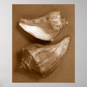 Pôster Conchas Sensuais