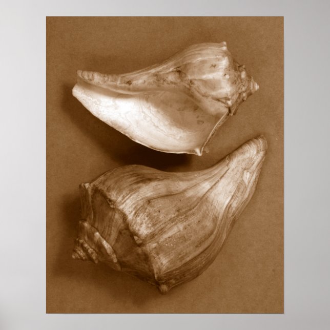 Pôster Conchas Sensuais (Frente)