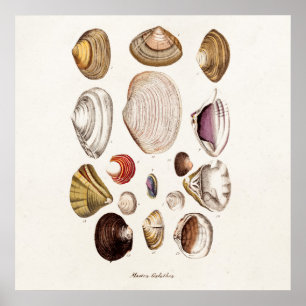 Poster Conchas Vintage Sea Conchas Retro-Clam Personaliza