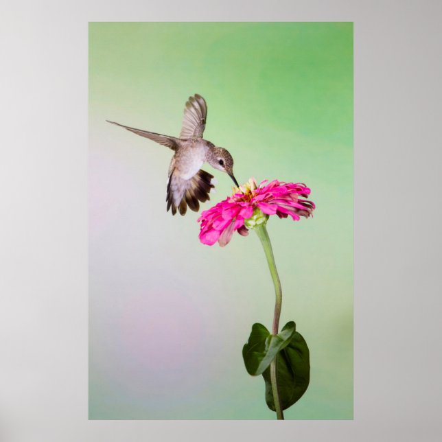 Pôster Condado de Jeff Davis, Texas (Frente)