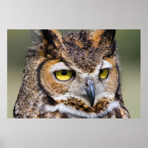 Pôster Condado de Kendall, Texas. Coruja excelente