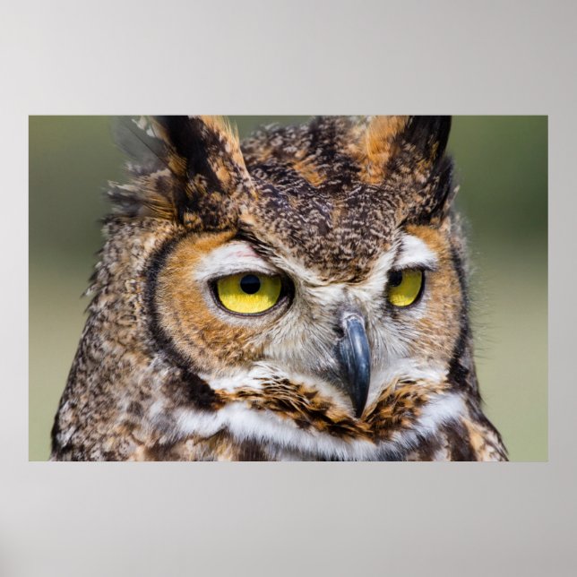 Pôster Condado de Kendall, Texas. Coruja excelente (Frente)