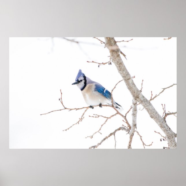 Pôster Condado de Wichita, Texas. Blue Jay (Frente)