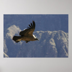 Pôster Condor da garganta de Colca
