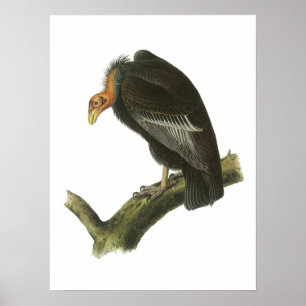 Pôster Condor de Califórnia por Audubon