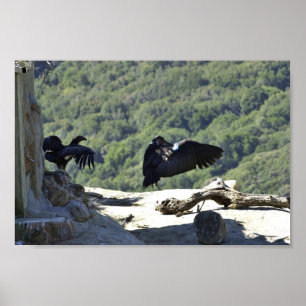 Pôster Condors de Califórnia