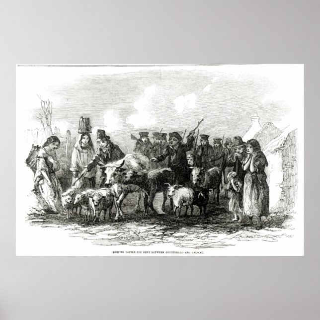 Pôster Condução de Bovinos para Rendas (Frente)