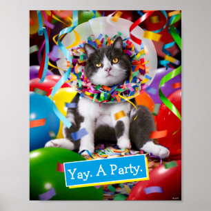 Poster Cone do Cat in Party