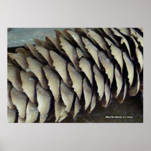Poster Cone do pinho