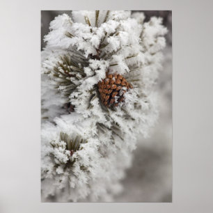 Pôster Cone do pinho de Lodgepole no inverno em
