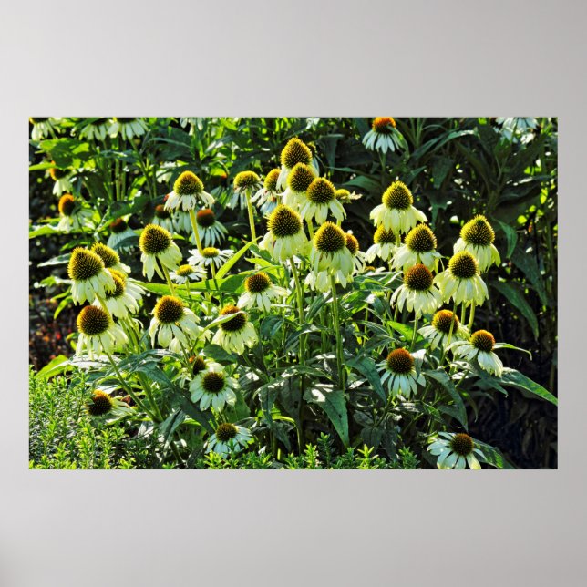 Poster Cone Flowers, Bute Park, Cardiff, Gales (Frente)
