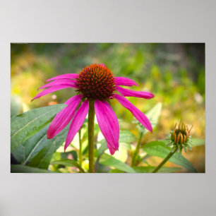 Poster Coneflower