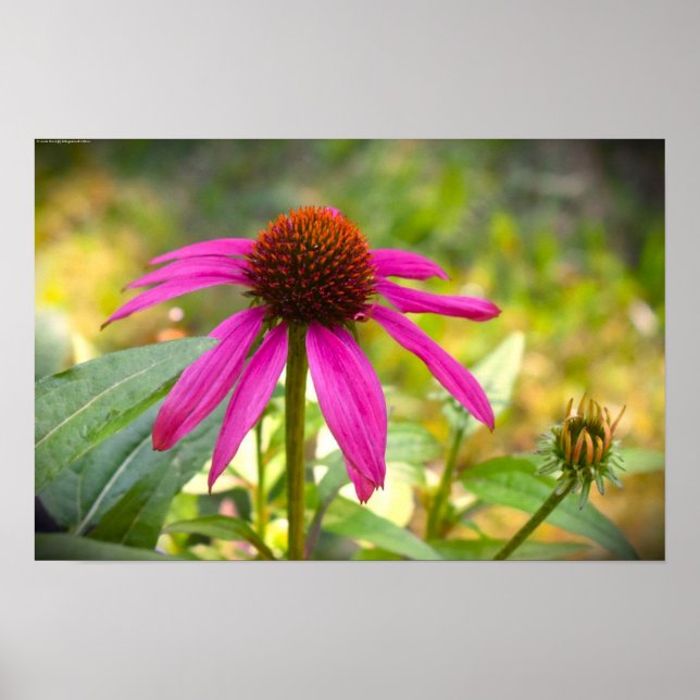 Poster Coneflower (Frente)