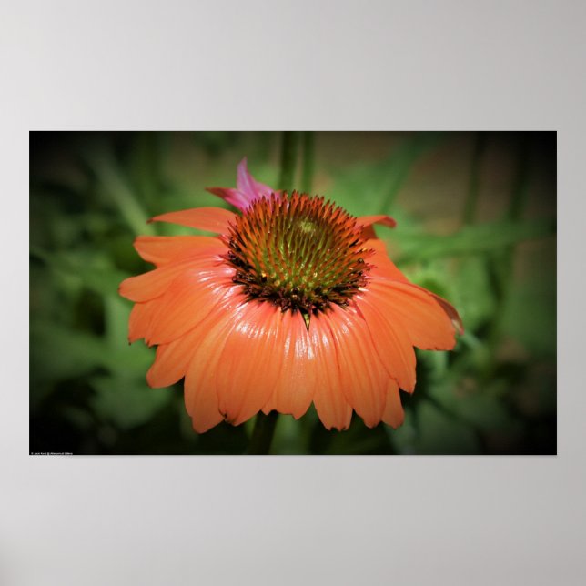 Poster Coneflower, (Frente)