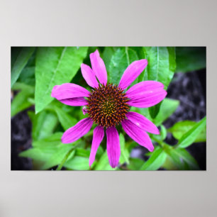 Poster Coneflower,