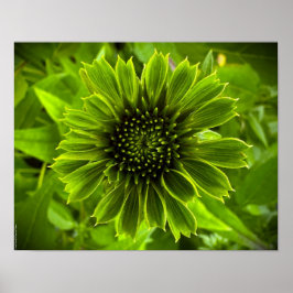 Poster Coneflower,