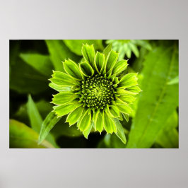 Poster Coneflower,