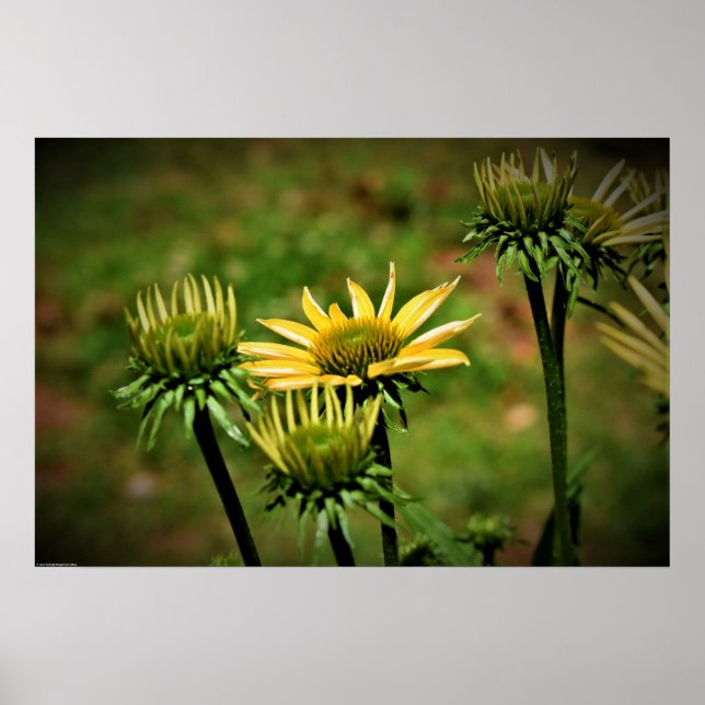 Poster Coneflower, (Frente)
