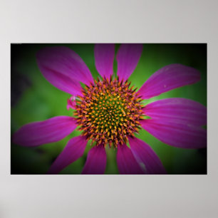 Poster Coneflower,