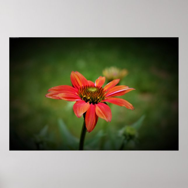 Poster Coneflower, (Frente)