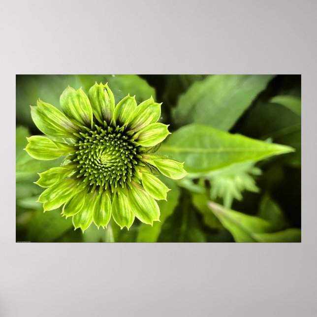 Poster Coneflower, (Frente)