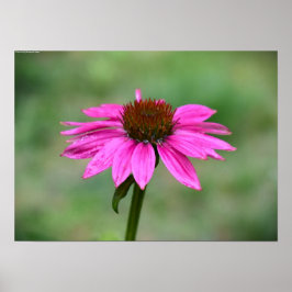 Poster Coneflower,