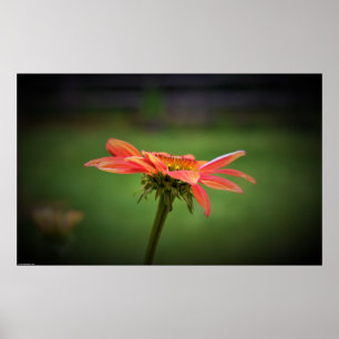 Poster Coneflower,