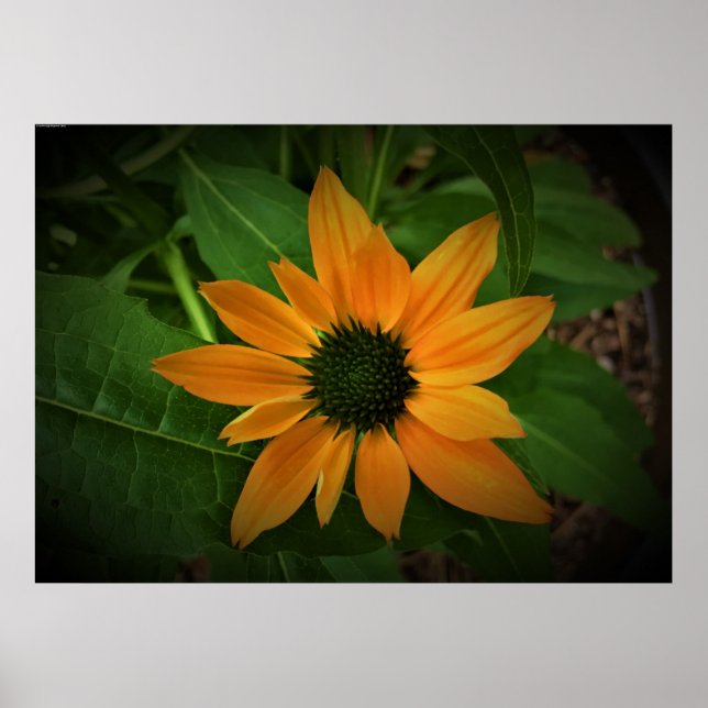 Poster Coneflower, (Frente)