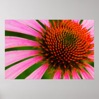 Coneflower