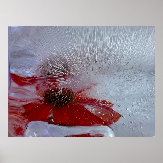 Poster Coneflower in Ice (Frente)