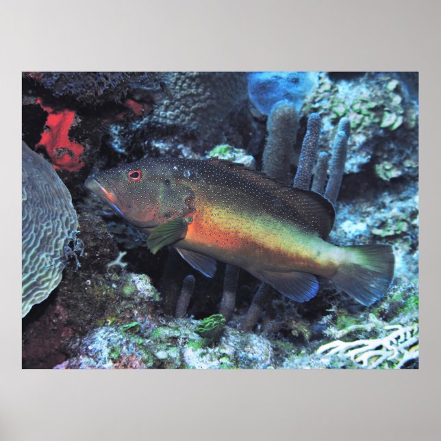 Poster Coney (Frente)